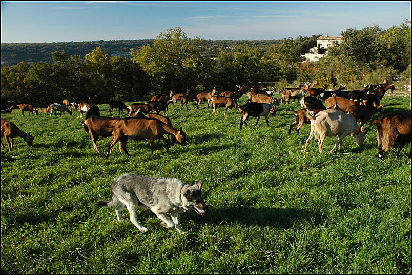 The goat herd from our neighbour