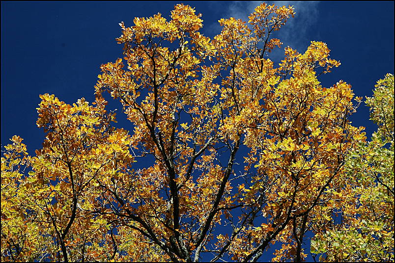 Fall colors, Buoux, Provence