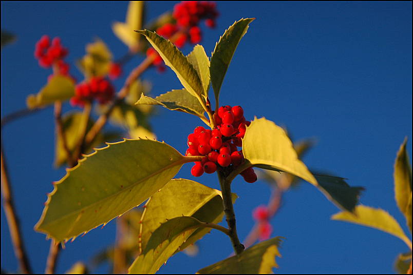 Holly in the Fall, Buoux, Provence