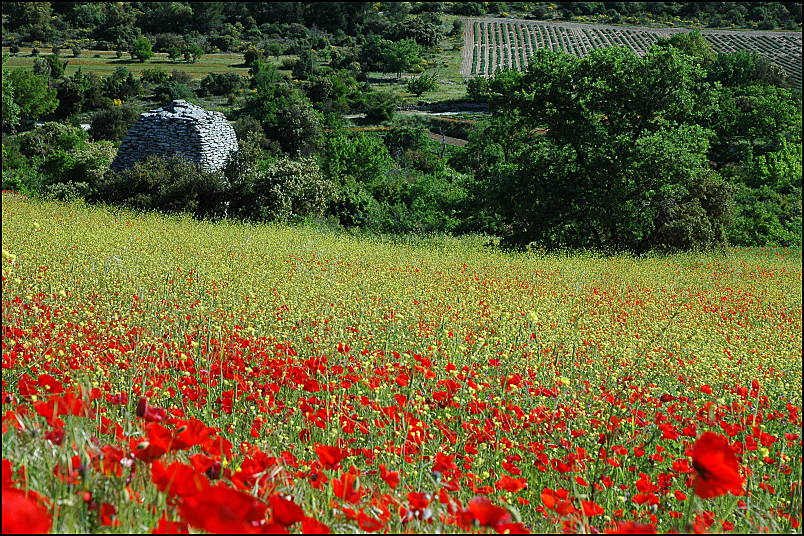 Poppies, lavander, and borie, Buoux