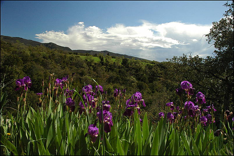 Views near the gite Lei Barrulaires, early summer in Buoux, Provence